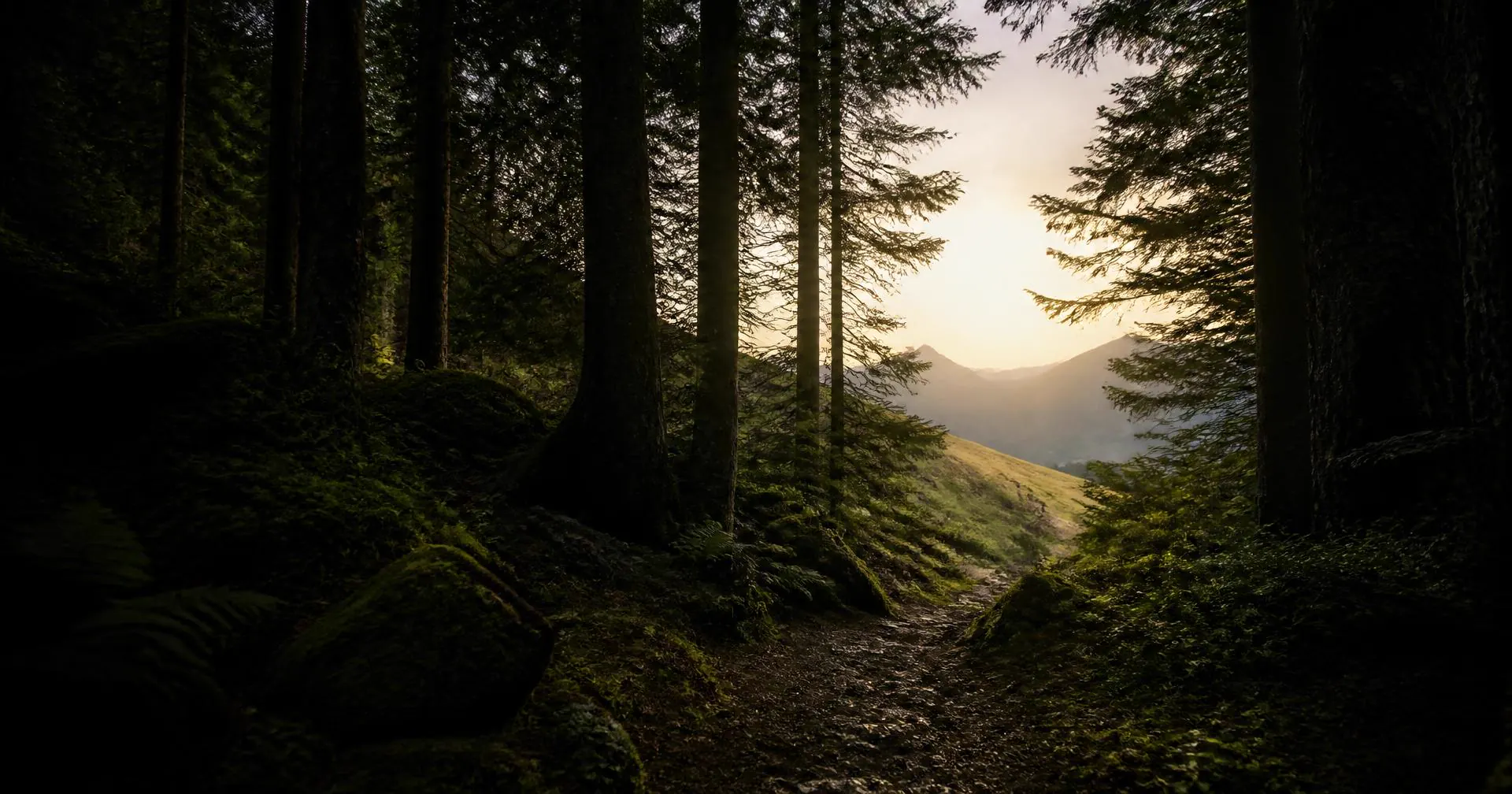 Waldpfad, der sich in eine weite, hell werdende Landschaft öffnet